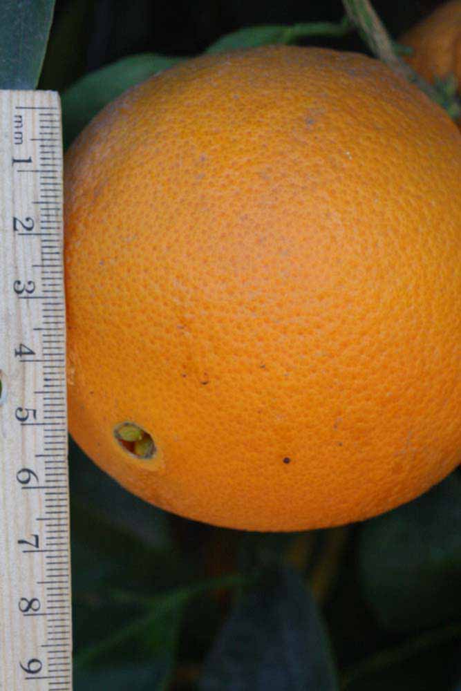            Fruit (Riverside, CA)   